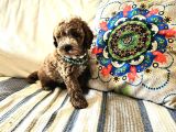 Toy Poodle Yavrular