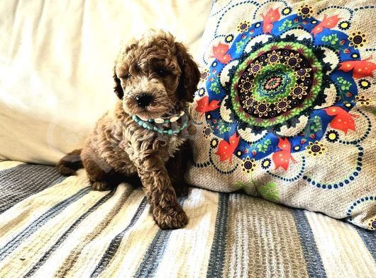 Toy Poodle Yavrular görsel