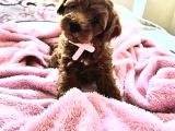 Toy Poodle Yavrular
