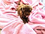 Toy Poodle Yavrular