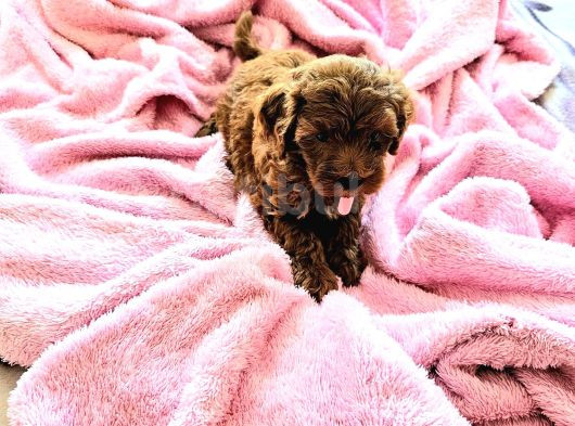 Toy Poodle Yavrular görsel