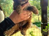 Toy Poodle Yavrular