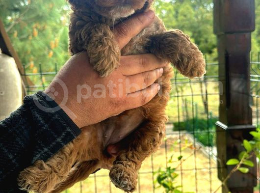 Toy Poodle Yavrular görsel