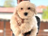 Hiç Büyümeyen Bembeyaz Maltese Terrier