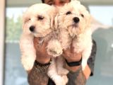 Hiç Büyümeyen Bembeyaz Maltese Terrier