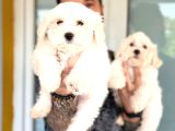Hiç büyümeyen bembeyaz maltese terrier