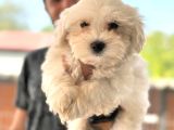 Hiç Büyümeyen Bembeyaz Maltese Terrier