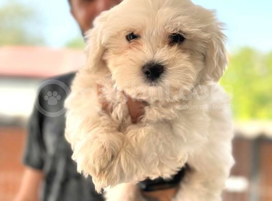 Hiç Büyümeyen Bembeyaz Maltese Terrier görsel