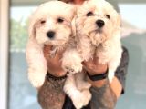 Hiç Büyümeyen Bembeyaz Maltese Terrier