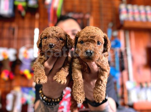 Secereli Toy Poodle Yavrularımız görsel