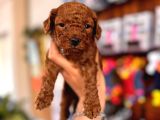 Secereli Toy Poodle Yavrularımız