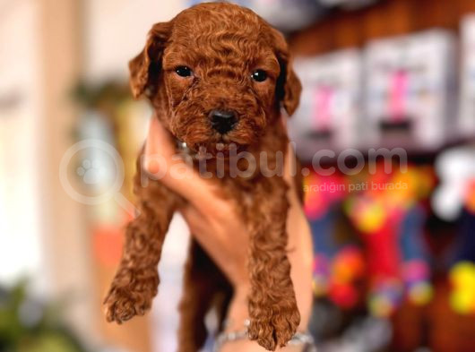 Secereli Toy Poodle Yavrularımız görsel
