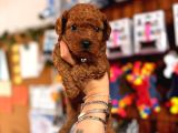 Secereli Toy Poodle Yavrularımız