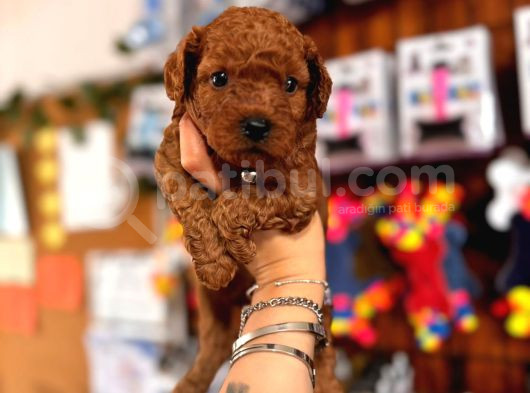 Secereli Toy Poodle Yavrularımız görsel