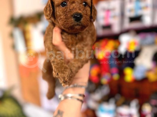 Secereli Toy Poodle Yavrularımız görsel