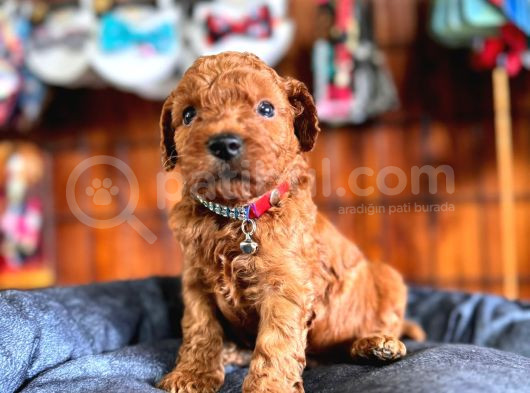 Secereli Toy Poodle Yavrularımız görsel