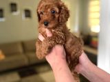 Toy Boy Büyümeyen Orjinal Poodle Yavrularım