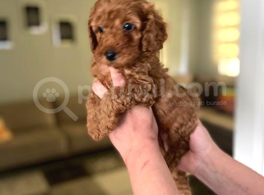 Toy Boy Büyümeyen Orjinal Poodle Yavrularım görsel