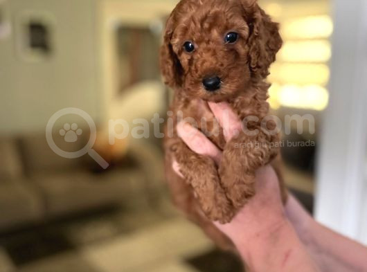 Toy Boy Büyümeyen Orjinal Poodle Yavrularım görsel