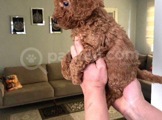 Toy Boy Büyümeyen Orjinal Poodle Yavrularım görsel