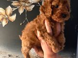 Evde Doğan Sağlıklı Poodle Bebeklerim