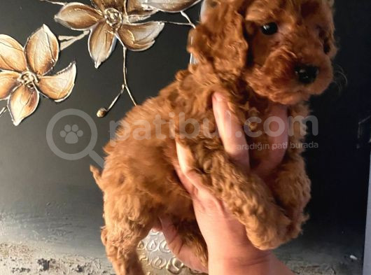 Evde Doğan Sağlıklı Poodle Bebeklerim görsel