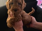 Orjinal Tüy Dökmeyen Poodle Yavrularım