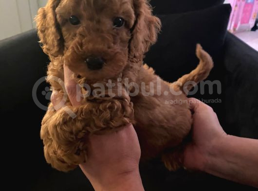 Orjinal Tüy Dökmeyen Poodle Yavrularım görsel