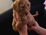 Orjinal Tüy Dökmeyen Poodle Yavrularım