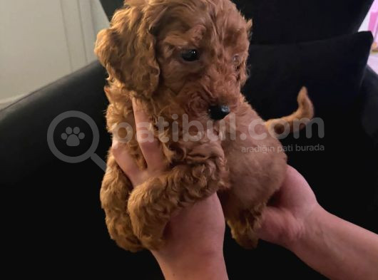Orjinal Tüy Dökmeyen Poodle Yavrularım görsel