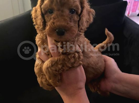Orjinal Tüy Dökmeyen Poodle Yavrularım görsel