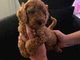 Orjinal tüy Dökmeyen poodle yavrularım
