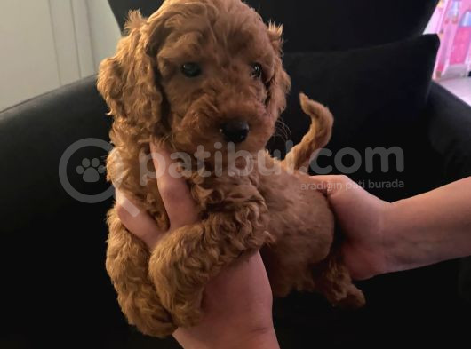 Orjinal Tüy Dökmeyen Poodle Yavrularım