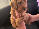 Orjinal Tüy Dökmeyen Poodle Yavrularım
