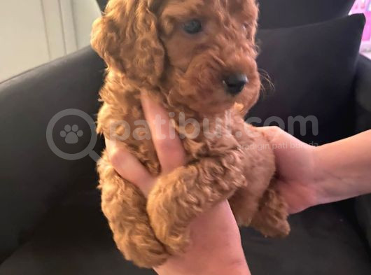 Orjinal Tüy Dökmeyen Poodle Yavrularım görsel