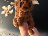 Evde Doğan Sağlıklı Poodle Bebeklerim