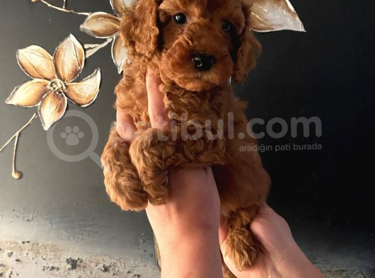 Evde Doğan Sağlıklı Poodle Bebeklerim görsel