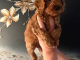 Evde Doğan Sağlıklı Poodle Bebeklerim