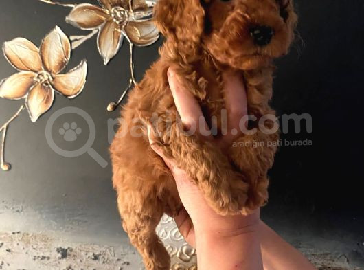 Evde Doğan Sağlıklı Poodle Bebeklerim görsel