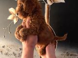 Evde Doğan Sağlıklı Poodle Bebeklerim