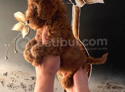 Evde Doğan Sağlıklı Poodle Bebeklerim görsel