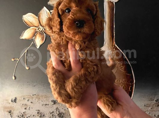Evde Doğan Sağlıklı Poodle Bebeklerim görsel