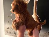 Evde Doğan Sağlıklı Poodle Bebeklerim