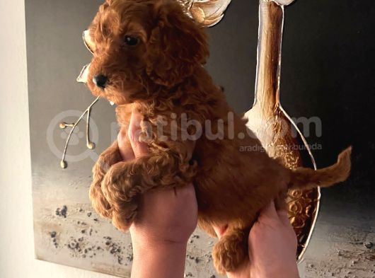 Evde Doğan Sağlıklı Poodle Bebeklerim görsel