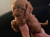 Orjinal Tüy Dökmeyen Poodle Yavrularım