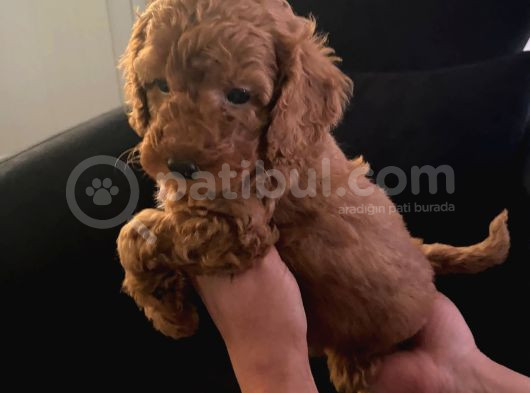 Orjinal Tüy Dökmeyen Poodle Yavrularım görsel