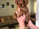Toy Boy Büyümeyen Orjinal Poodle Yavrularım