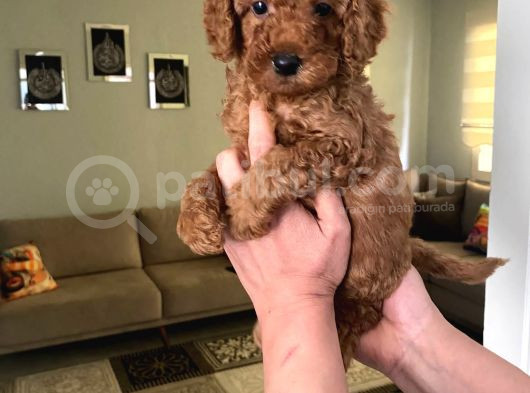 Toy Boy Büyümeyen Orjinal Poodle Yavrularım görsel