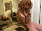 Toy Boy Büyümeyen Orjinal Poodle Yavrularım