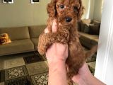 Toy Boy Büyümeyen Orjinal Poodle Yavrularım